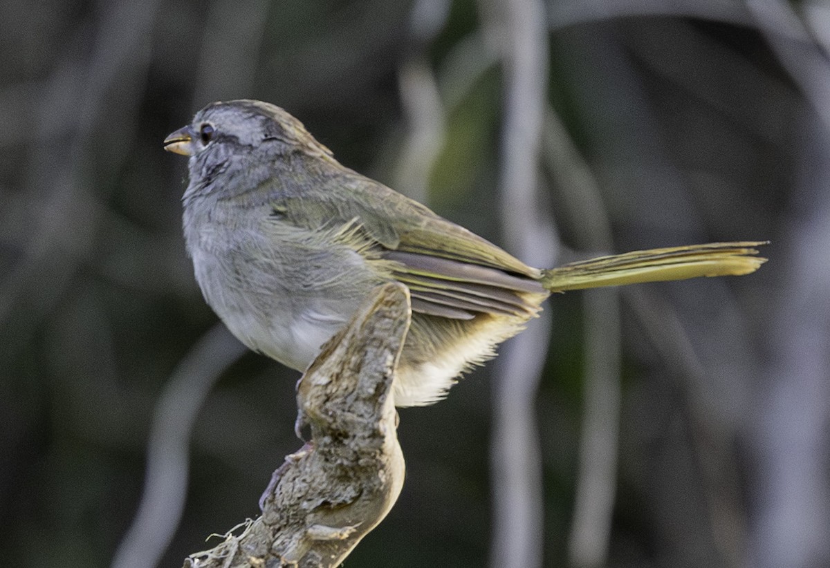 Tohi olive (groupe rufivirgatus) - ML642357445