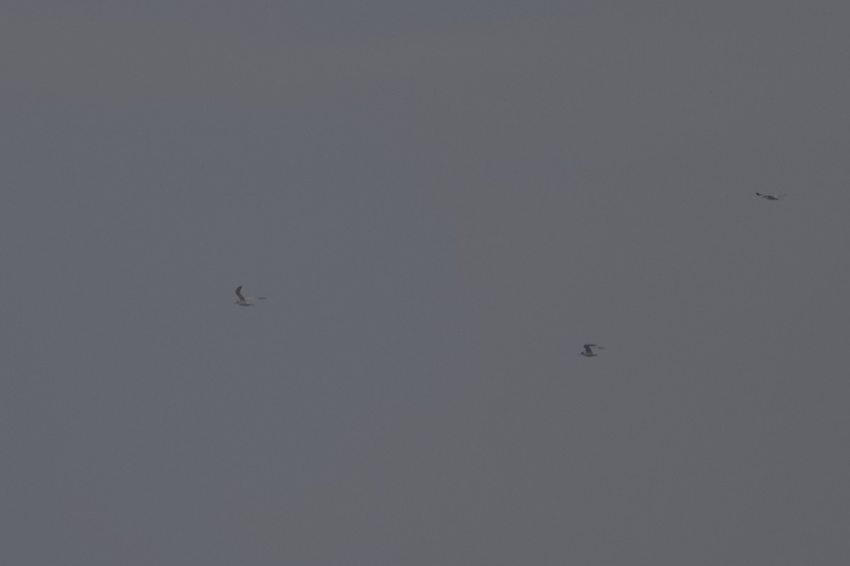 Elegant Tern - ML642357447