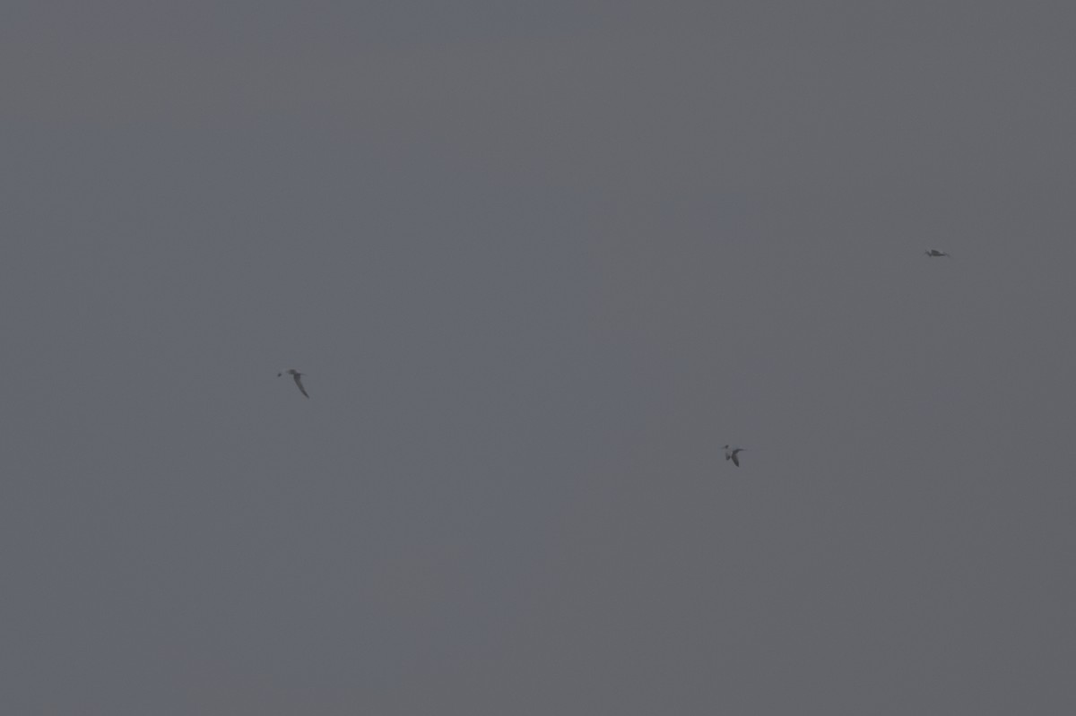 Elegant Tern - ML642357448