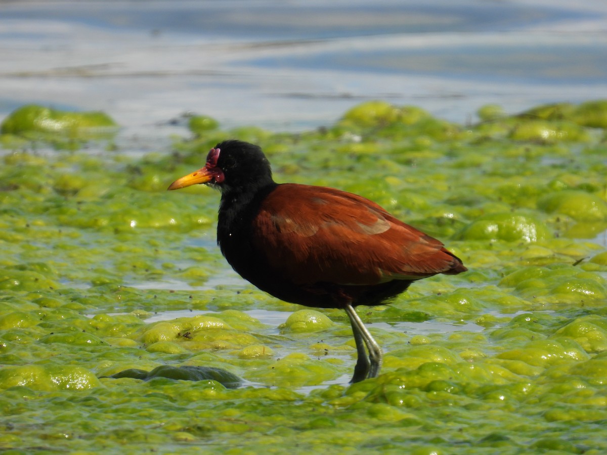 ナンベイレンカク - ML642357449