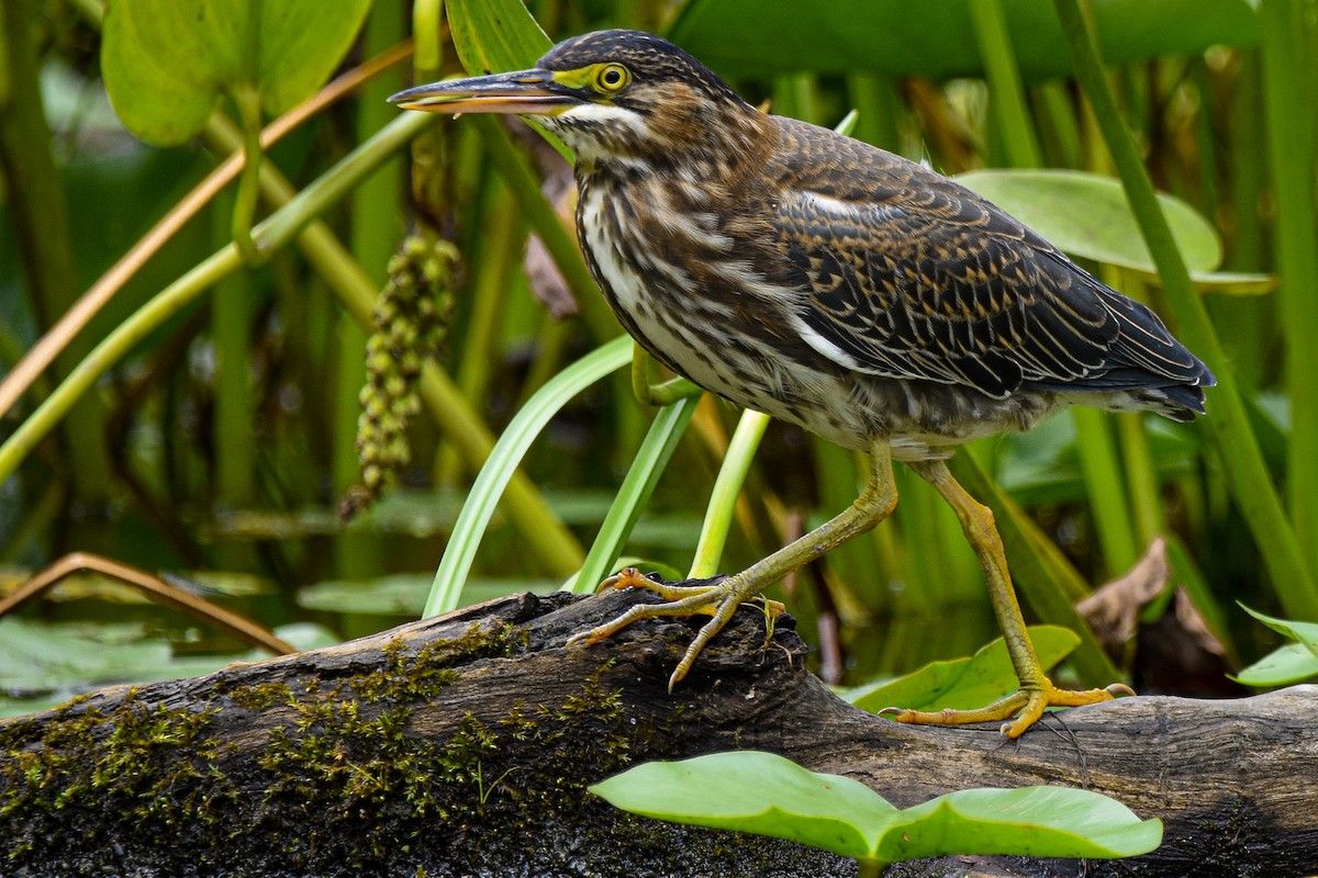Green Heron - ML642357450