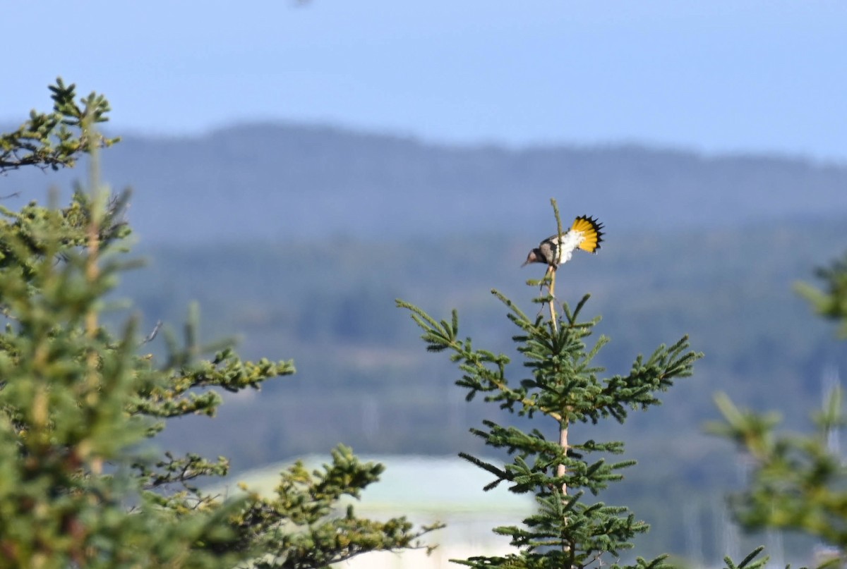 Northern Flicker - ML642357476