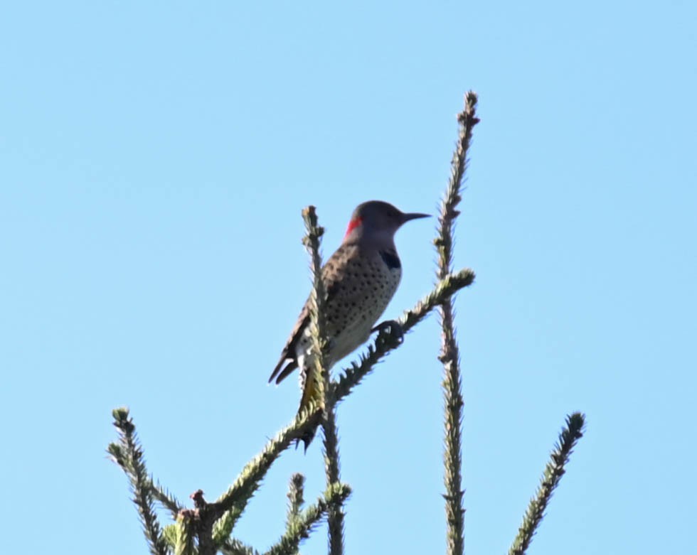 Northern Flicker - ML642357477