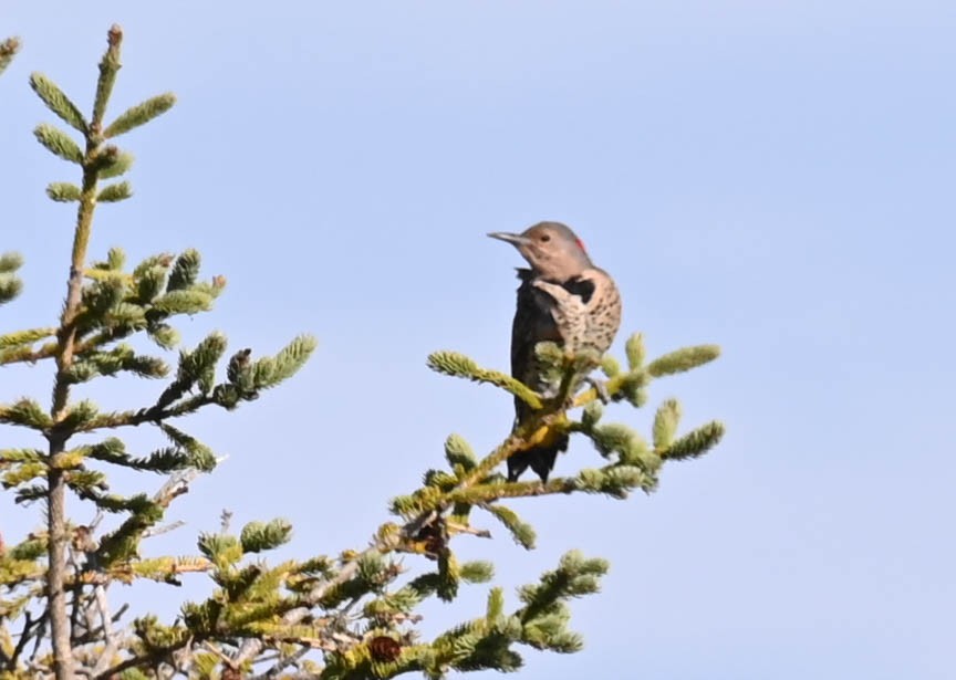 Northern Flicker - ML642357478