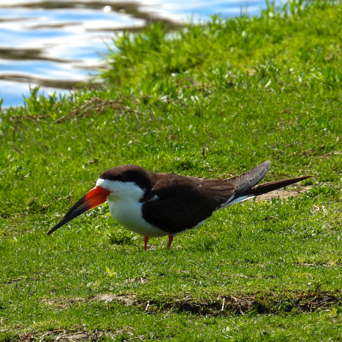 クロハサミアジサシ - ML642357483
