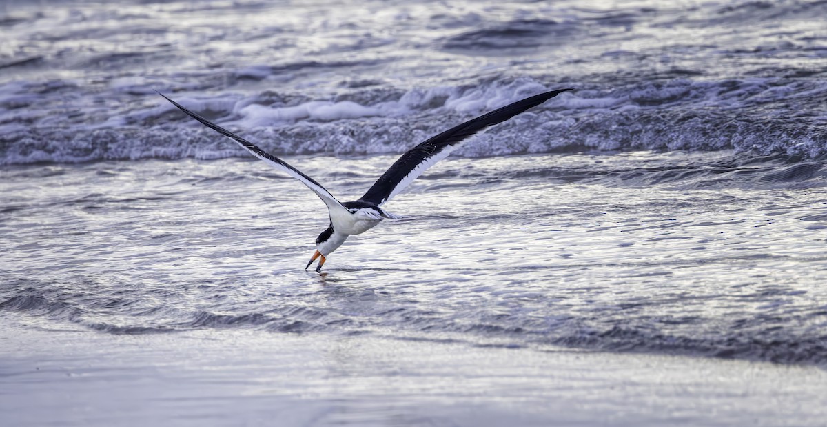 Black Skimmer - ML642357485