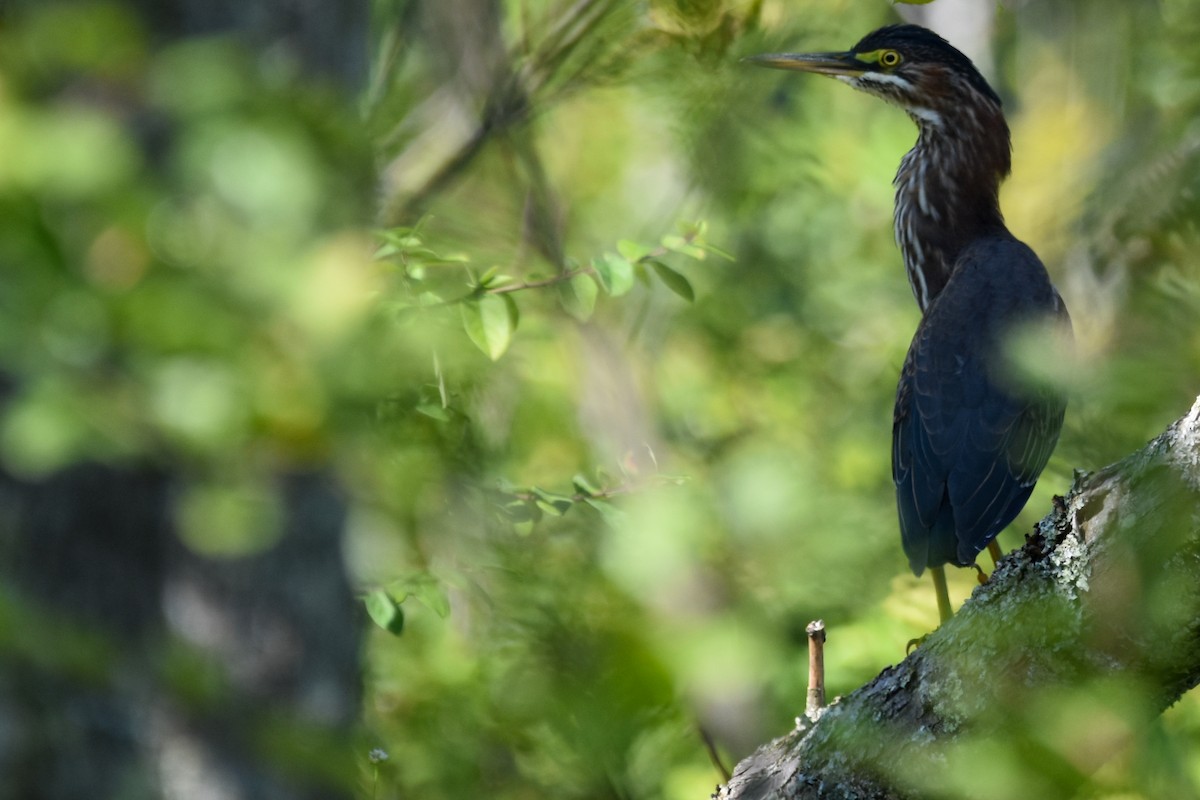 Green Heron - ML642357491