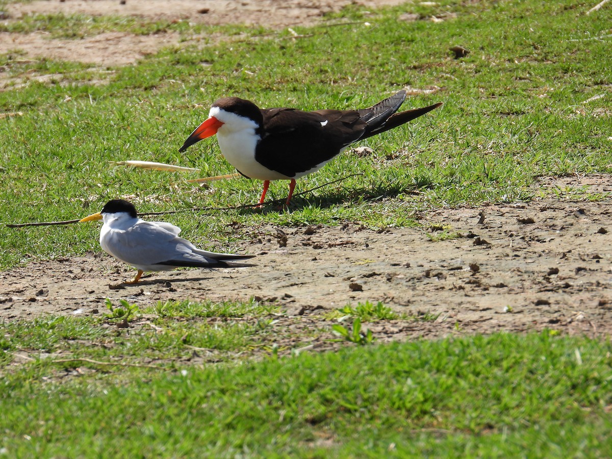 クロハサミアジサシ - ML642357505