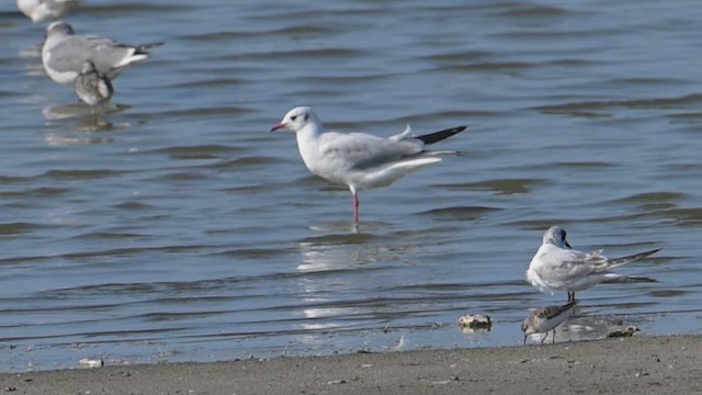 Black-headed Gull - ML642357539