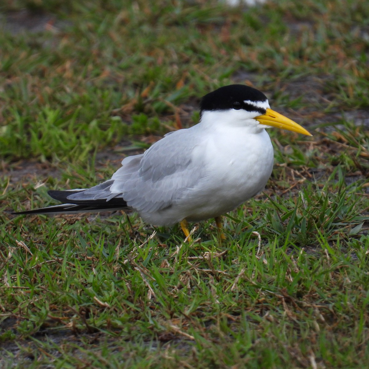 アマゾンアジサシ - ML642357553