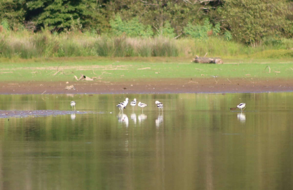 American Avocet - ML642357559
