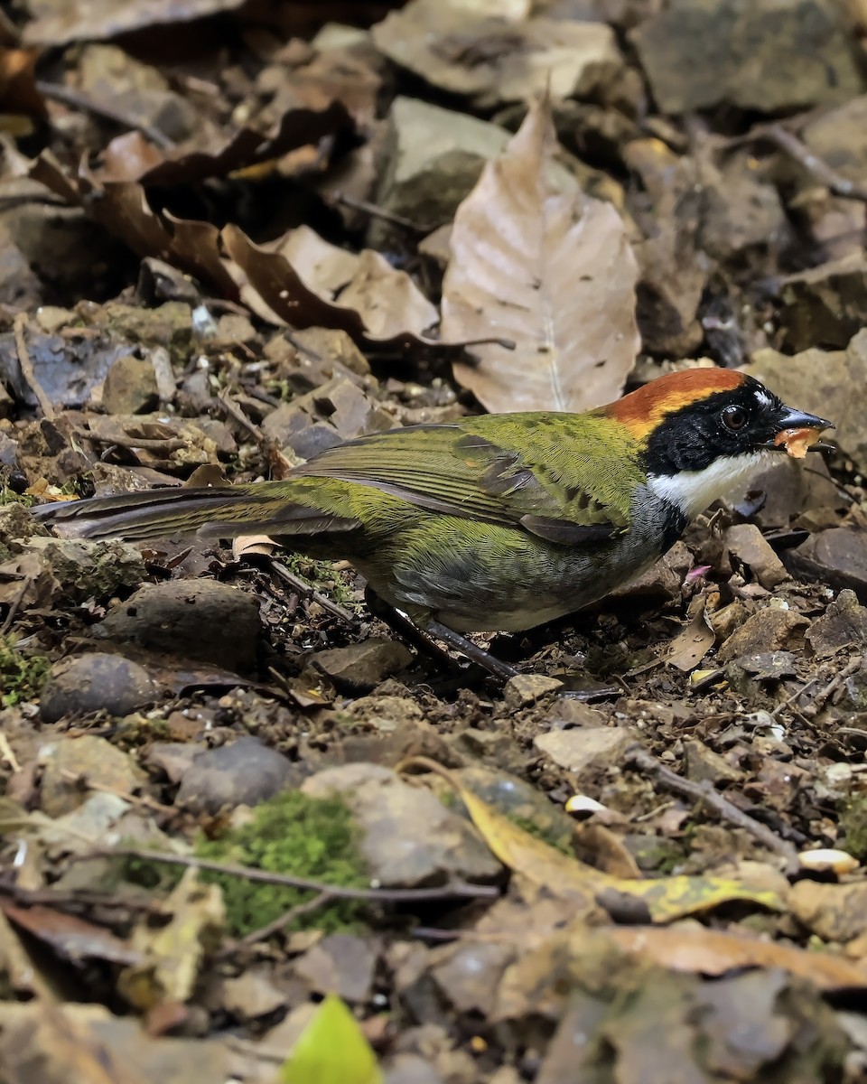 Chestnut-capped Brushfinch - ML642357617