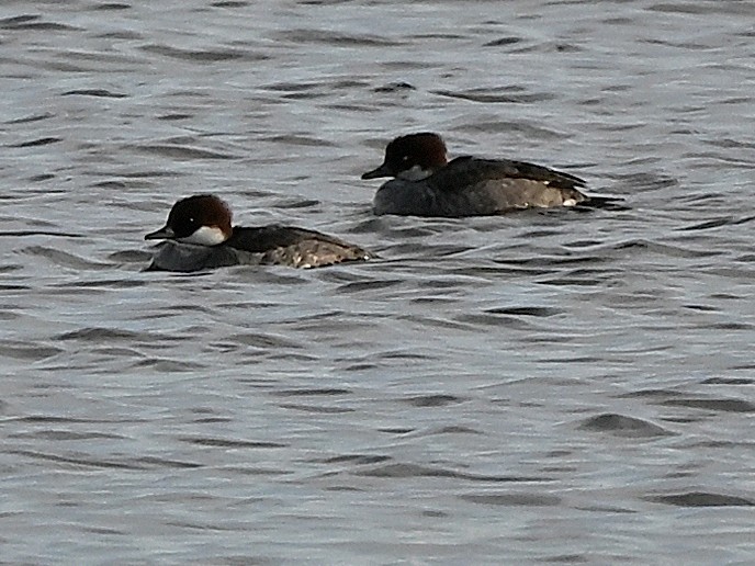 Smew - ML642357623