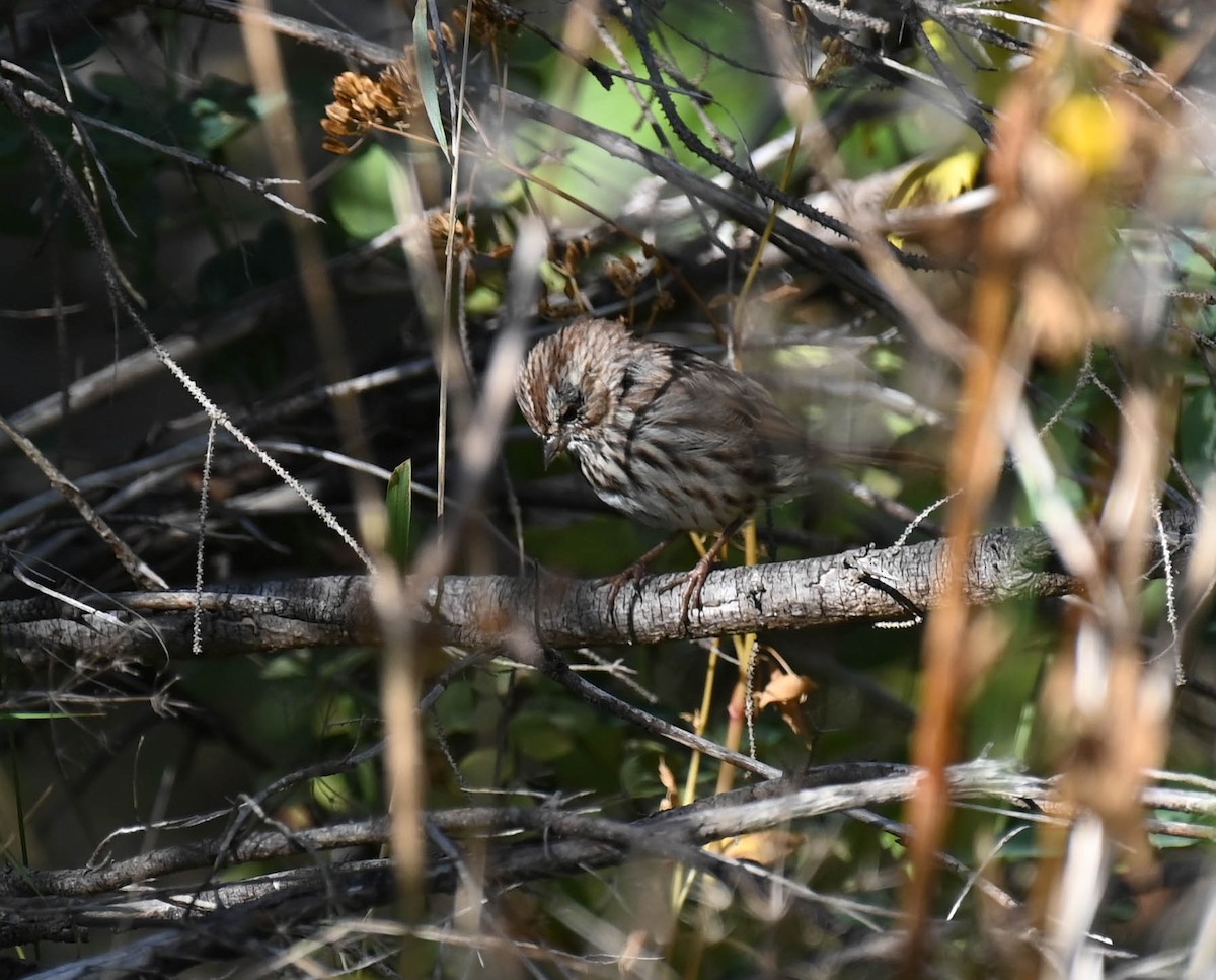 Song Sparrow - ML642357661