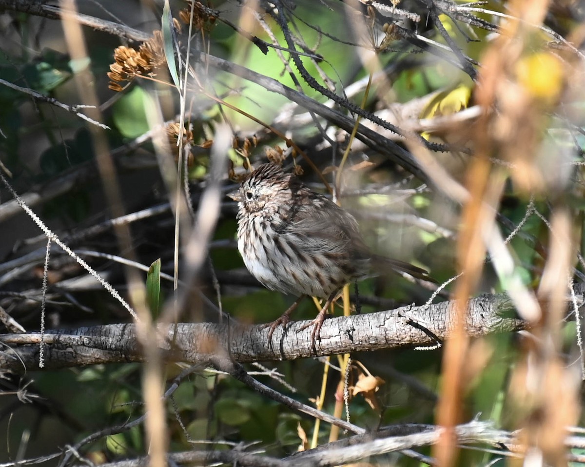Song Sparrow - ML642357662