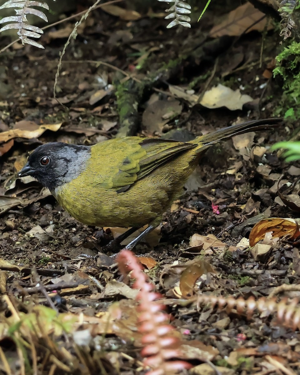 Large-footed Finch - ML642357671