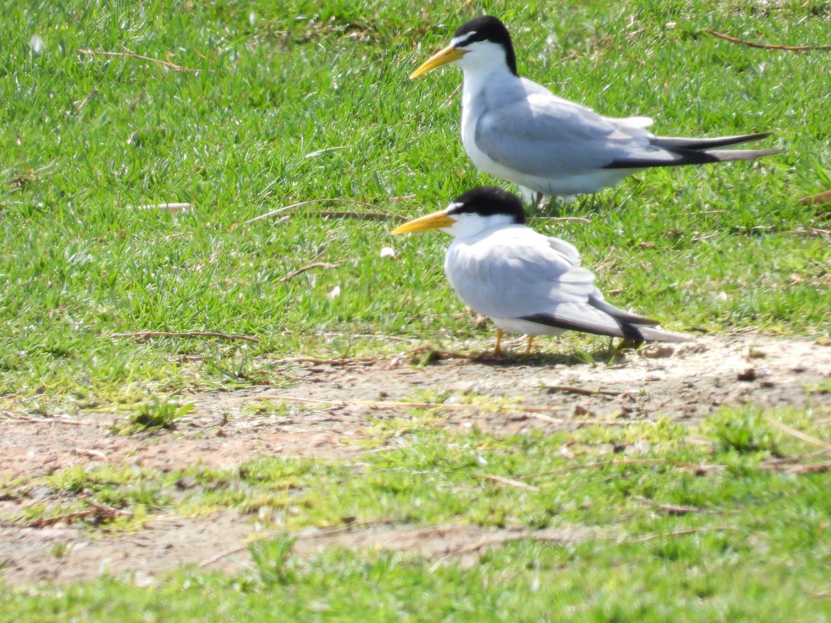 アマゾンアジサシ - ML642357672