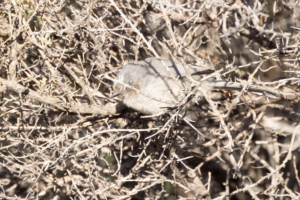 Bushtit - ML642357675