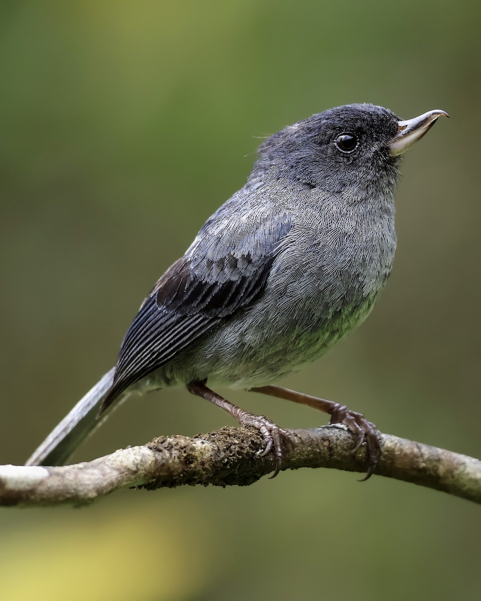 Slaty Flowerpiercer - ML642357696