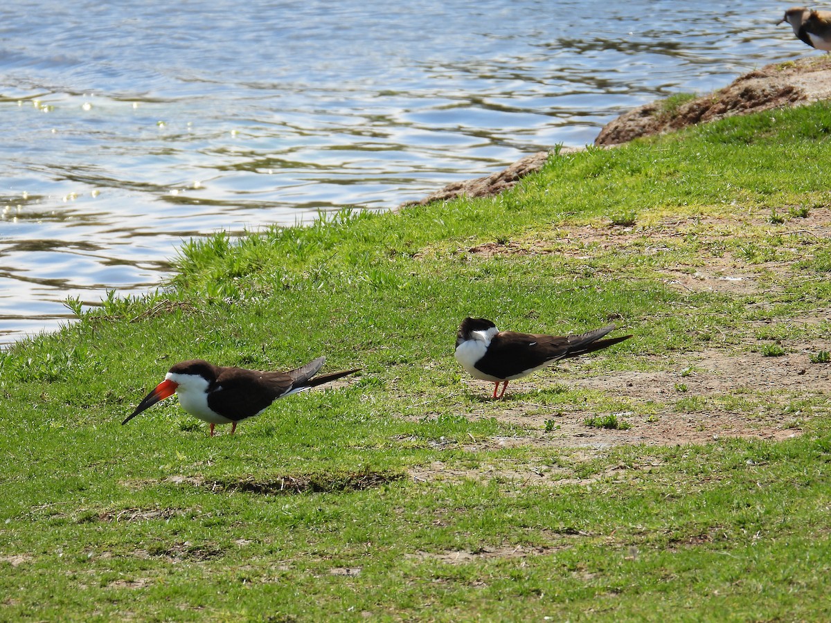 クロハサミアジサシ - ML642357705