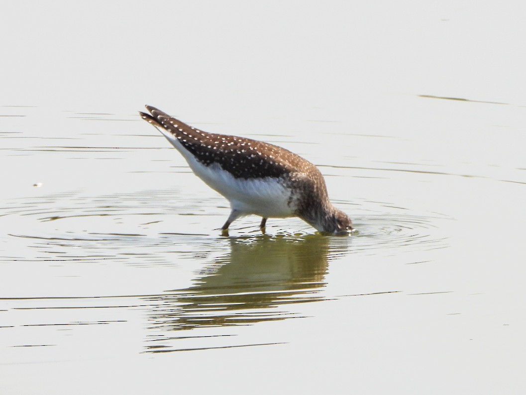 Solitary Sandpiper - ML642357713