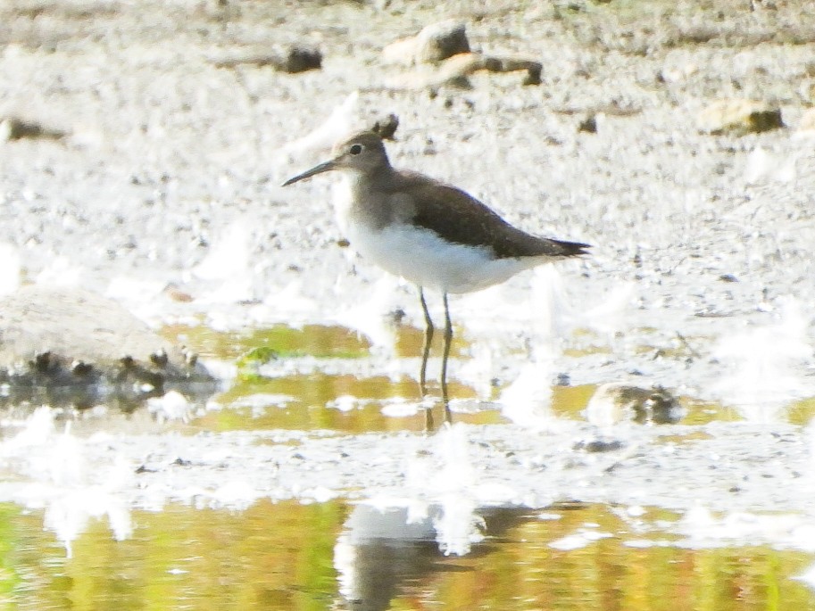 Solitary Sandpiper - ML642357714