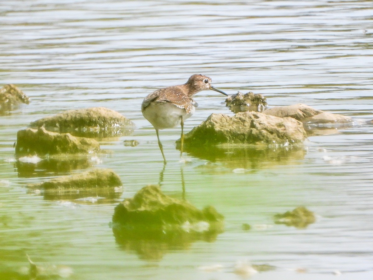 Solitary Sandpiper - ML642357715