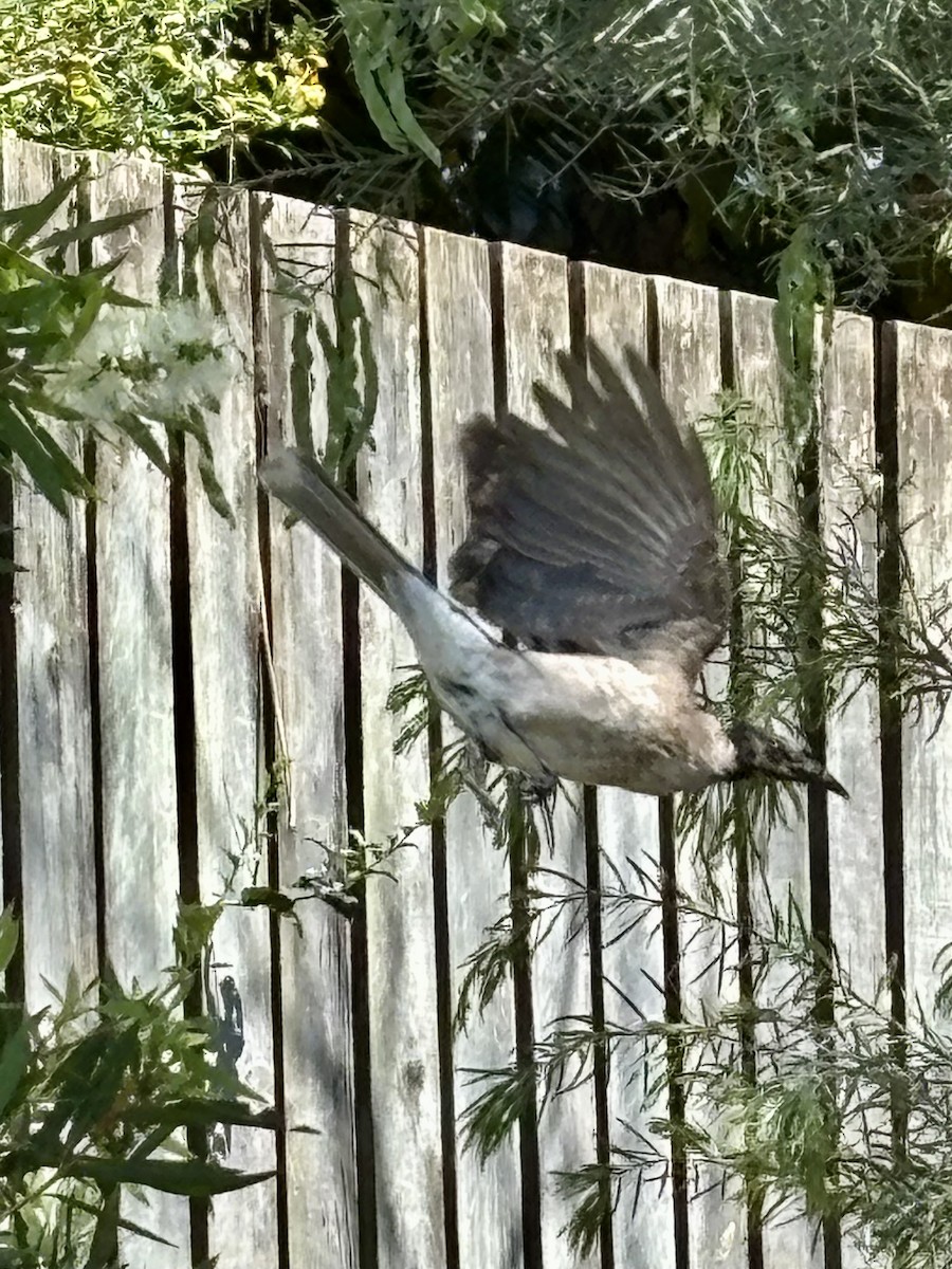 Noisy Friarbird - ML642357724