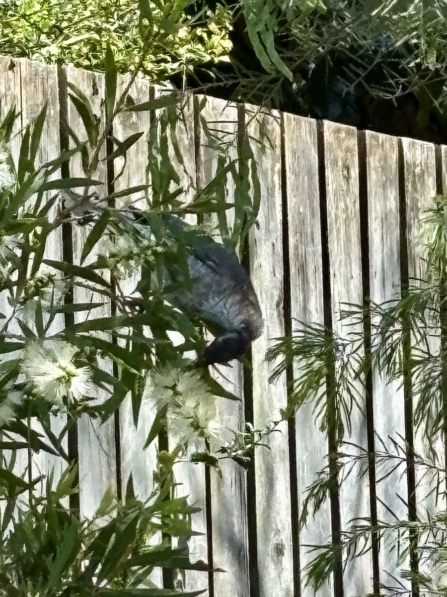 Noisy Friarbird - ML642357725