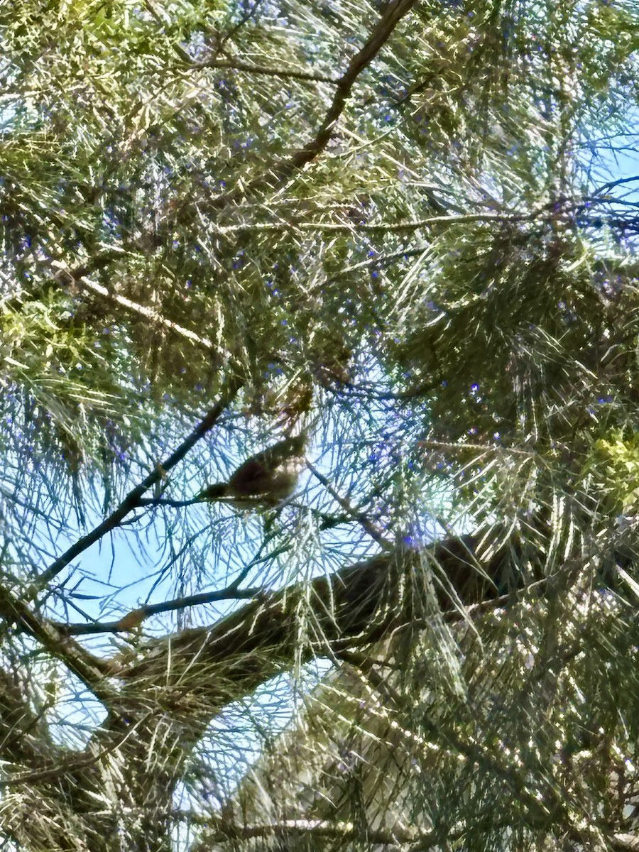 Noisy Friarbird - ML642357726