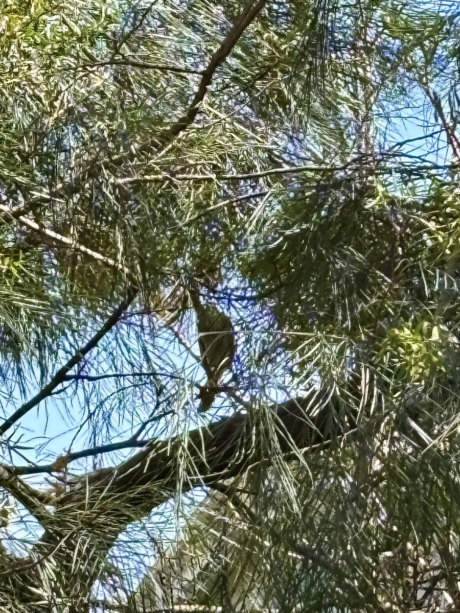 Noisy Friarbird - ML642357727