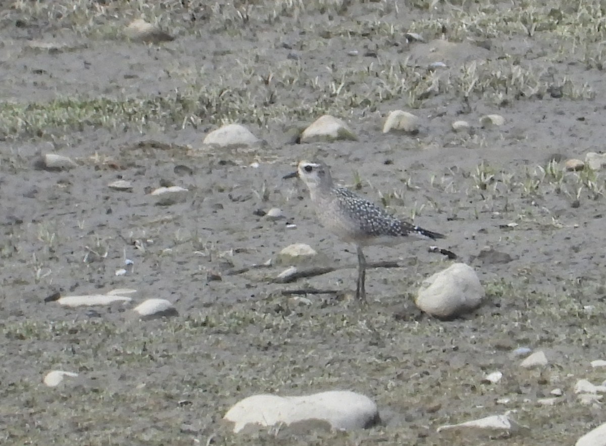 American Golden-Plover - ML642357728
