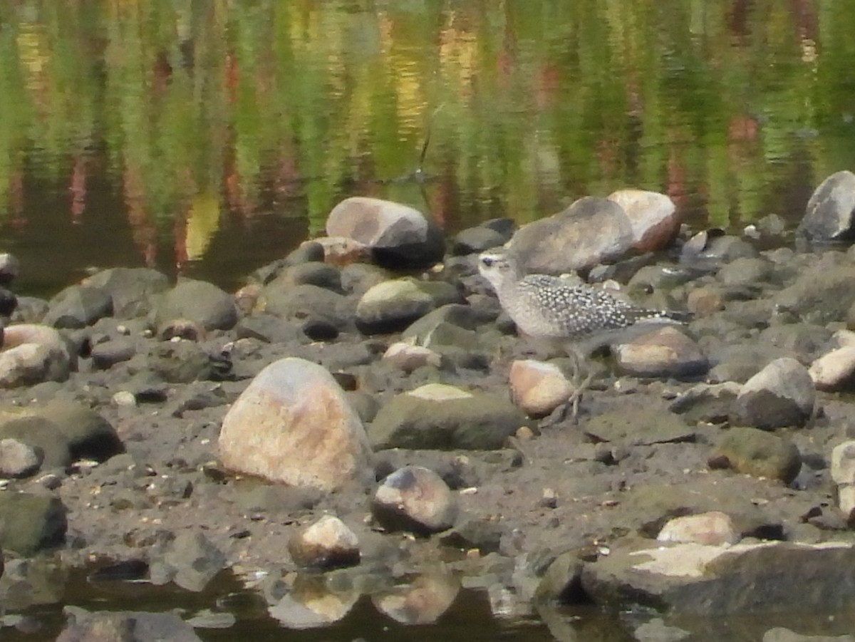 American Golden-Plover - ML642357729