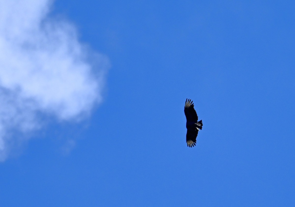 Black Vulture - ML642357746