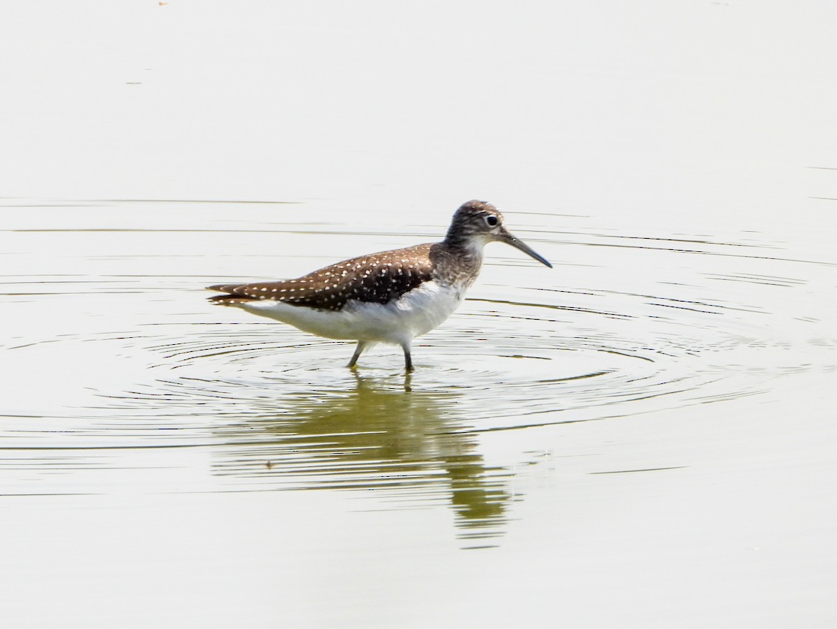 Solitary Sandpiper - ML642357758