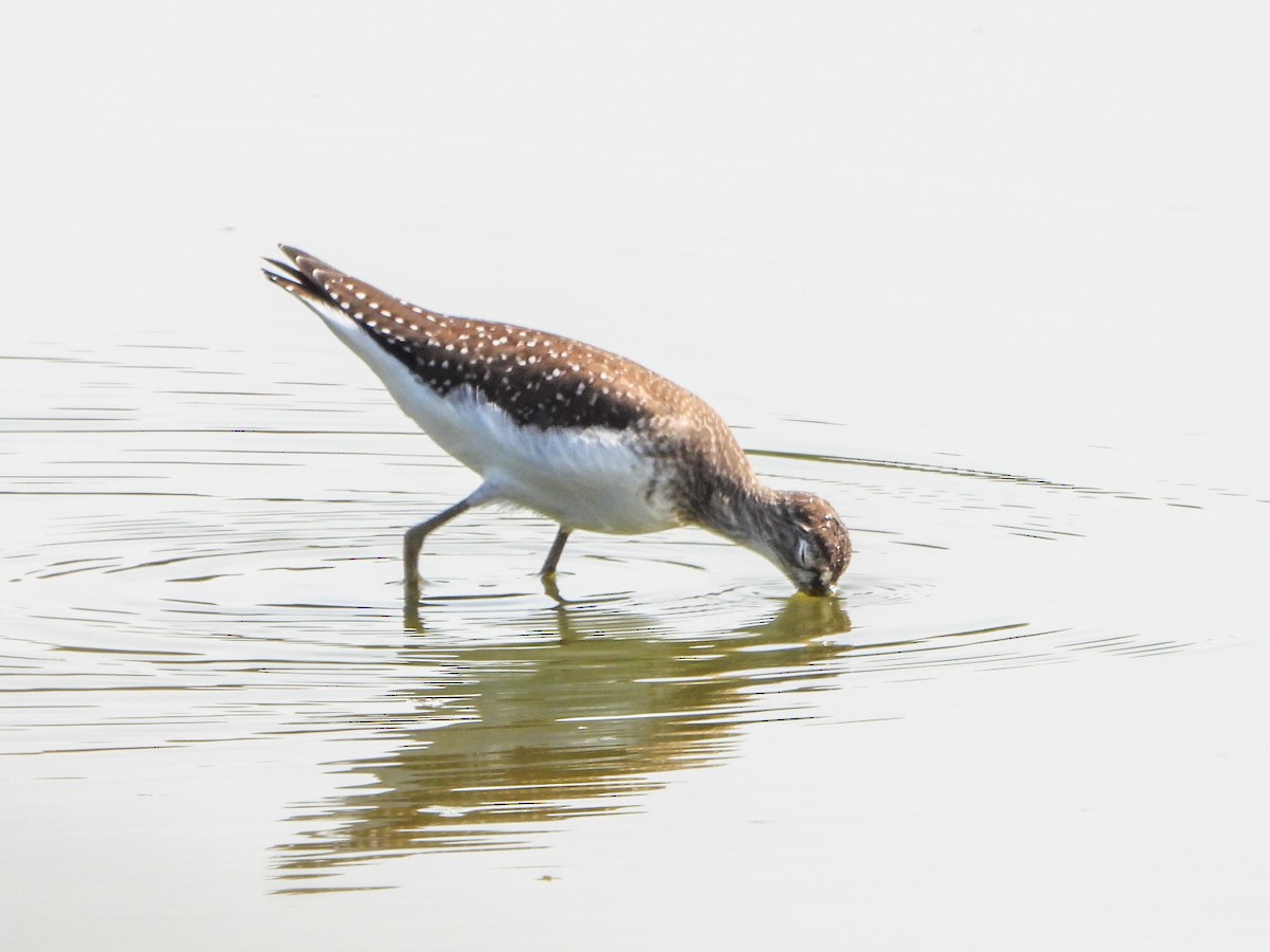 Solitary Sandpiper - ML642357759