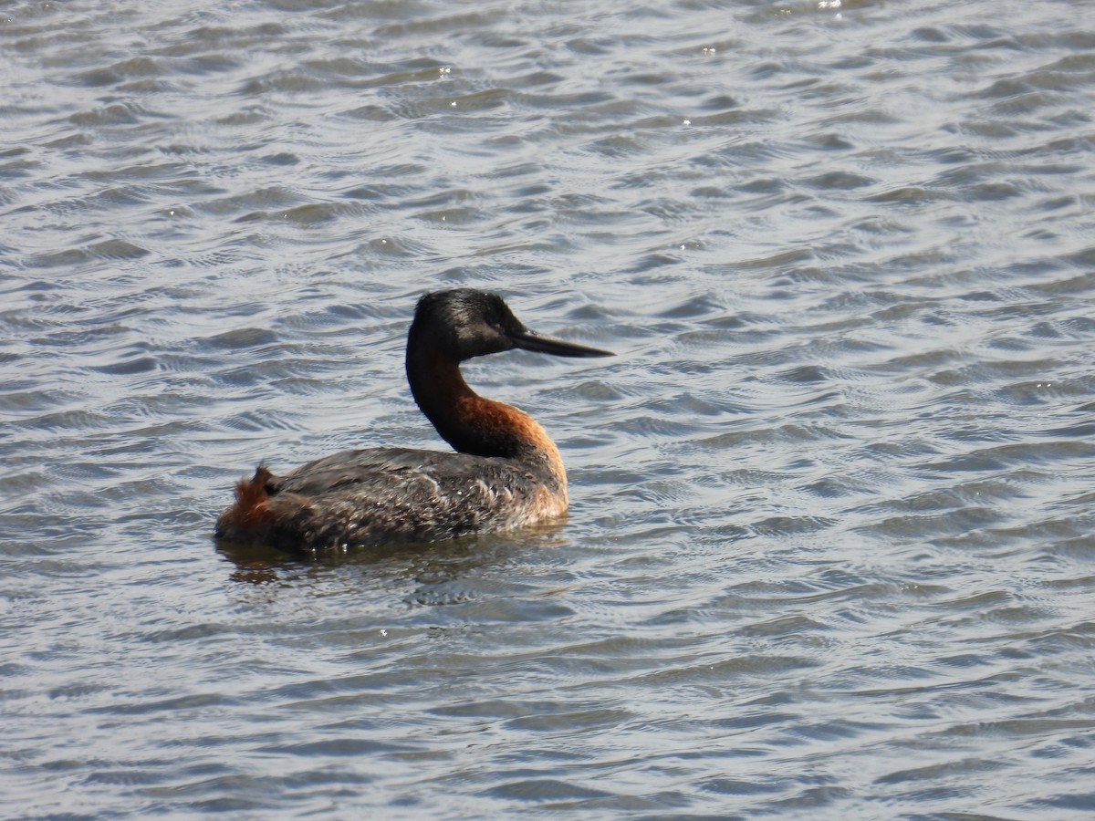 オオカイツブリ - ML642357763