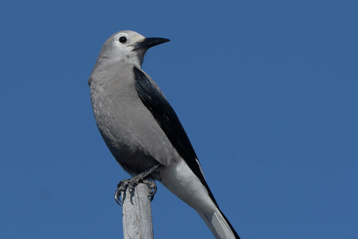 Clark's Nutcracker - ML642357765