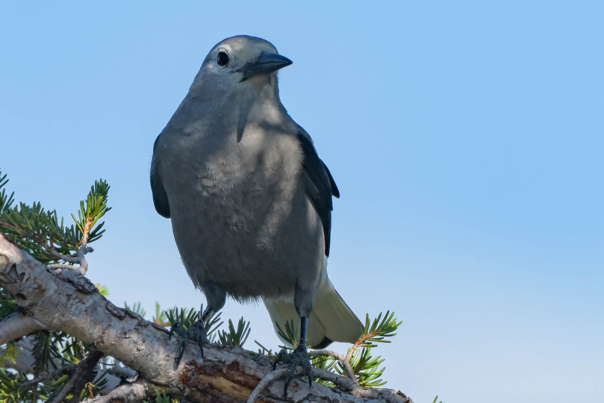 Clark's Nutcracker - ML642357766