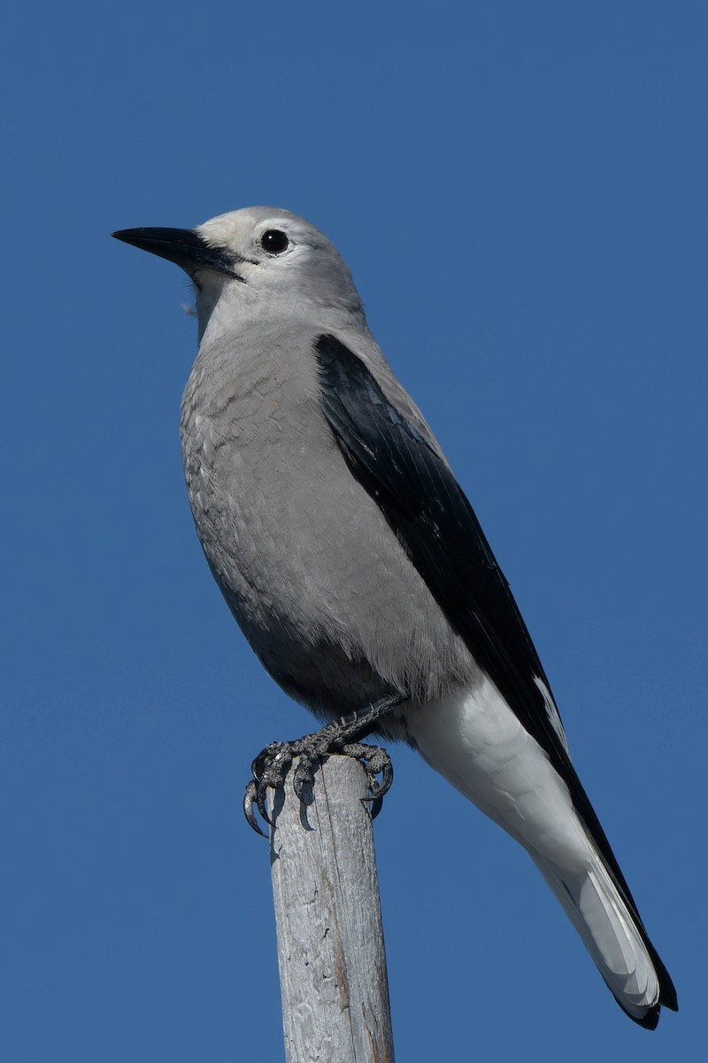Clark's Nutcracker - ML642357767