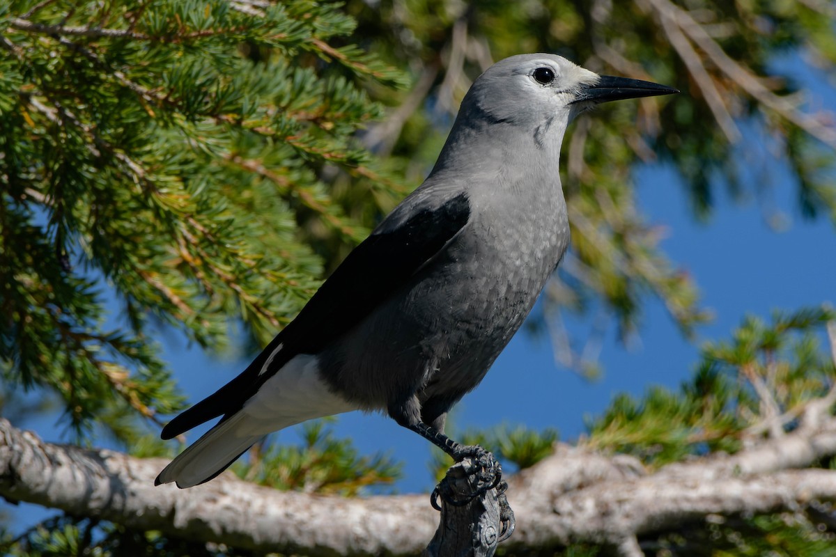 Clark's Nutcracker - ML642357769