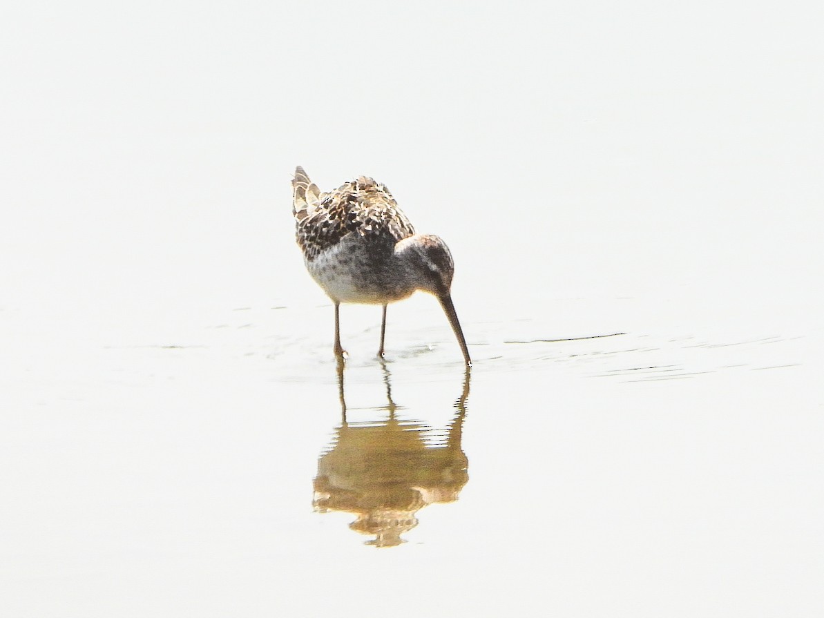 Stilt Sandpiper - ML642357771