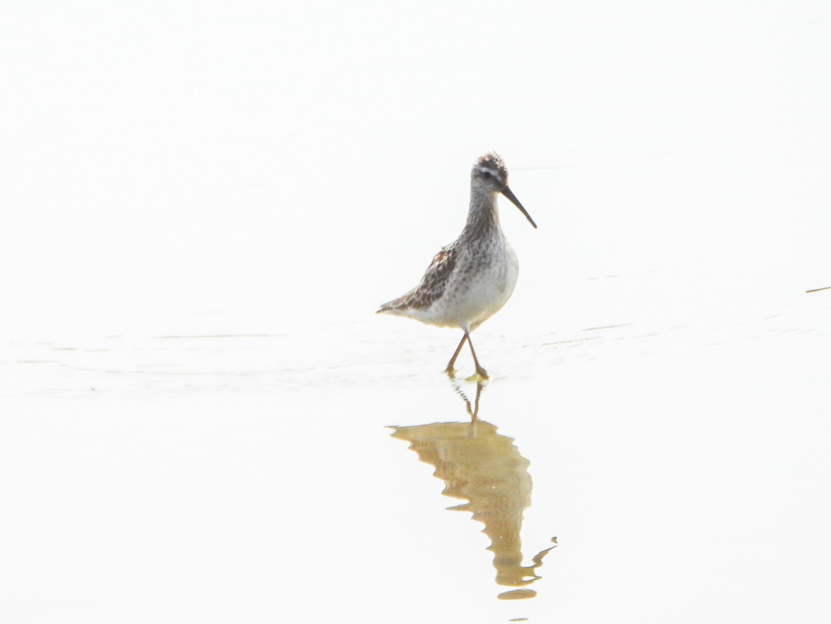 Stilt Sandpiper - ML642357772