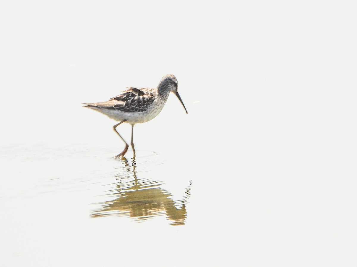 Stilt Sandpiper - ML642357773