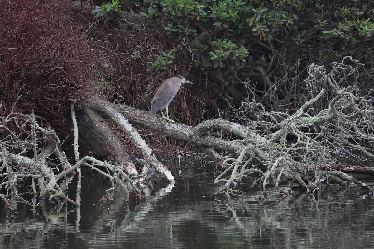 Black-crowned Night Heron - ML642357776