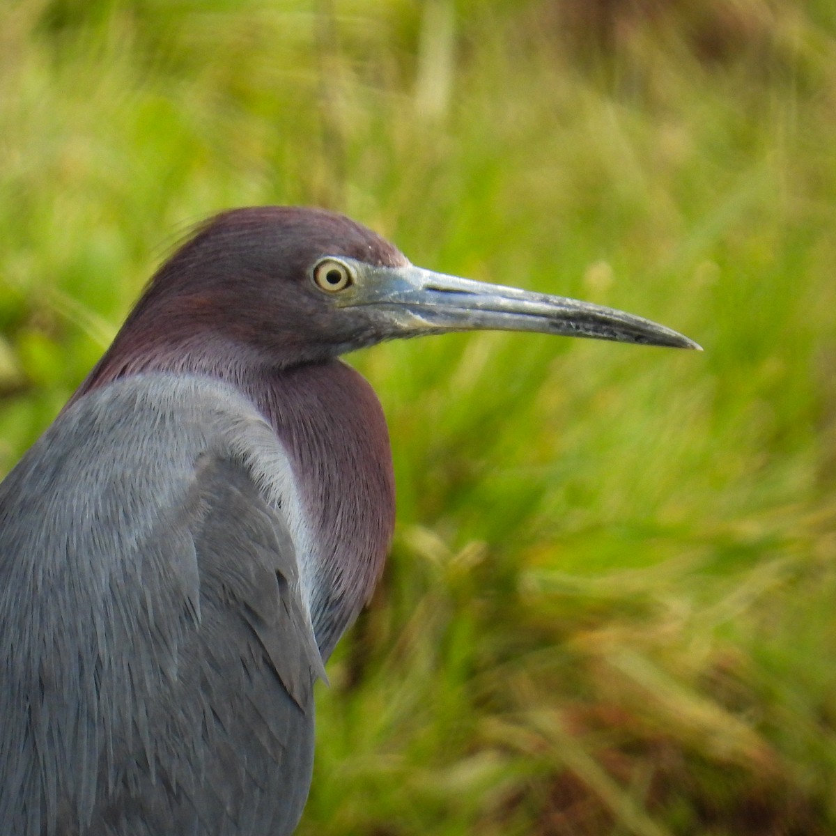 ヒメアカクロサギ - ML642357781