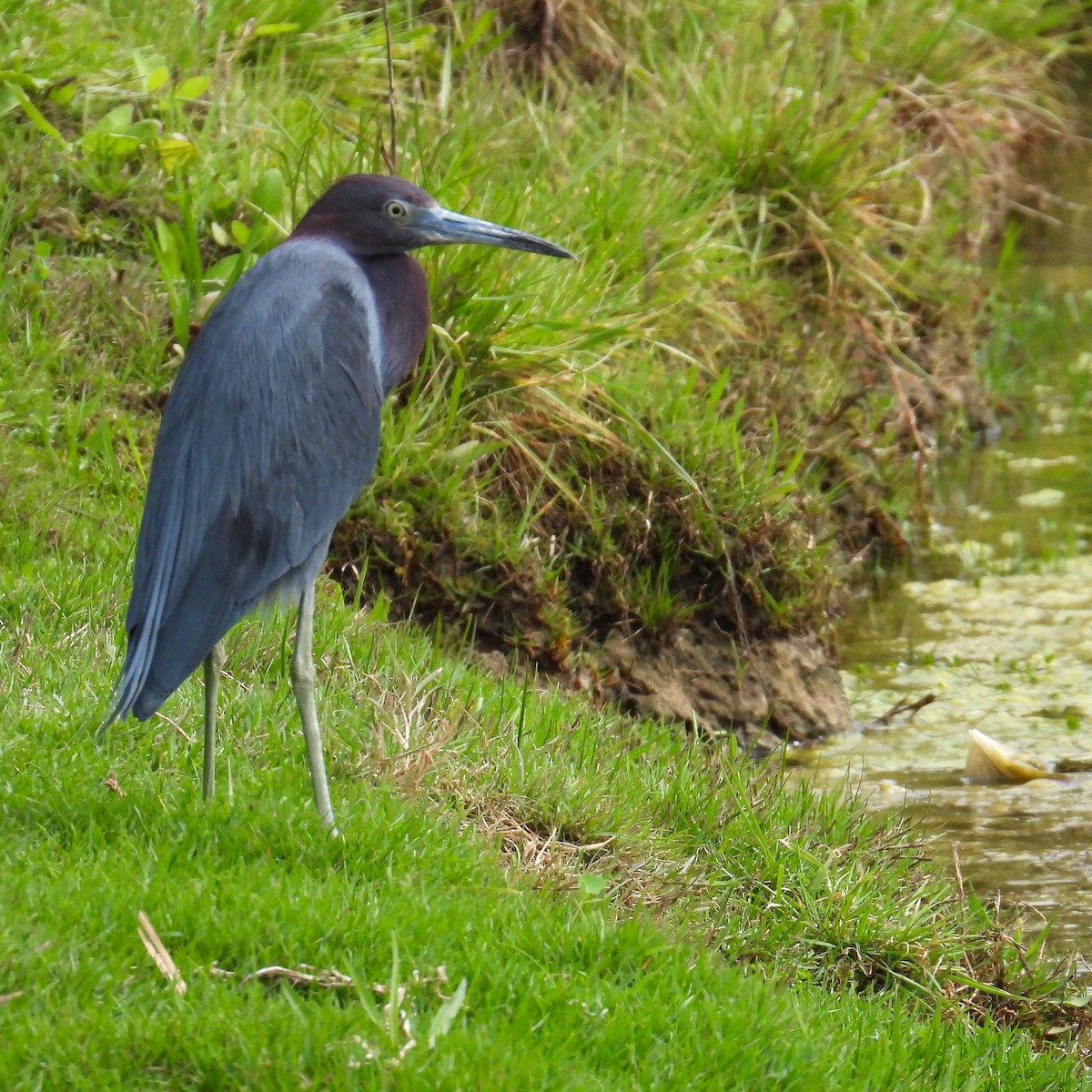 ヒメアカクロサギ - ML642357784