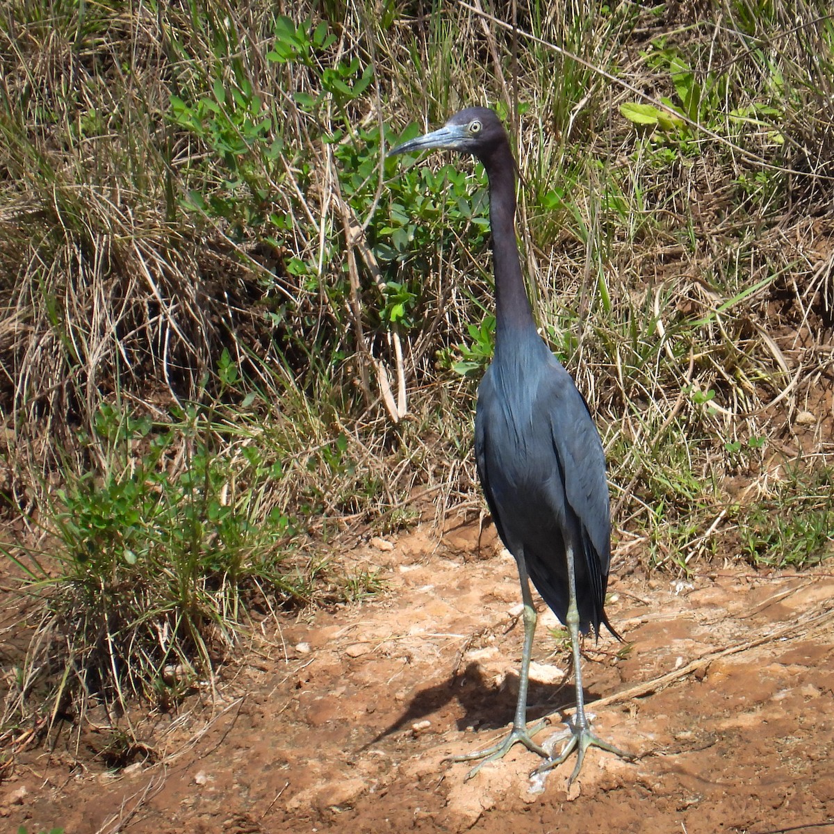 ヒメアカクロサギ - ML642357787