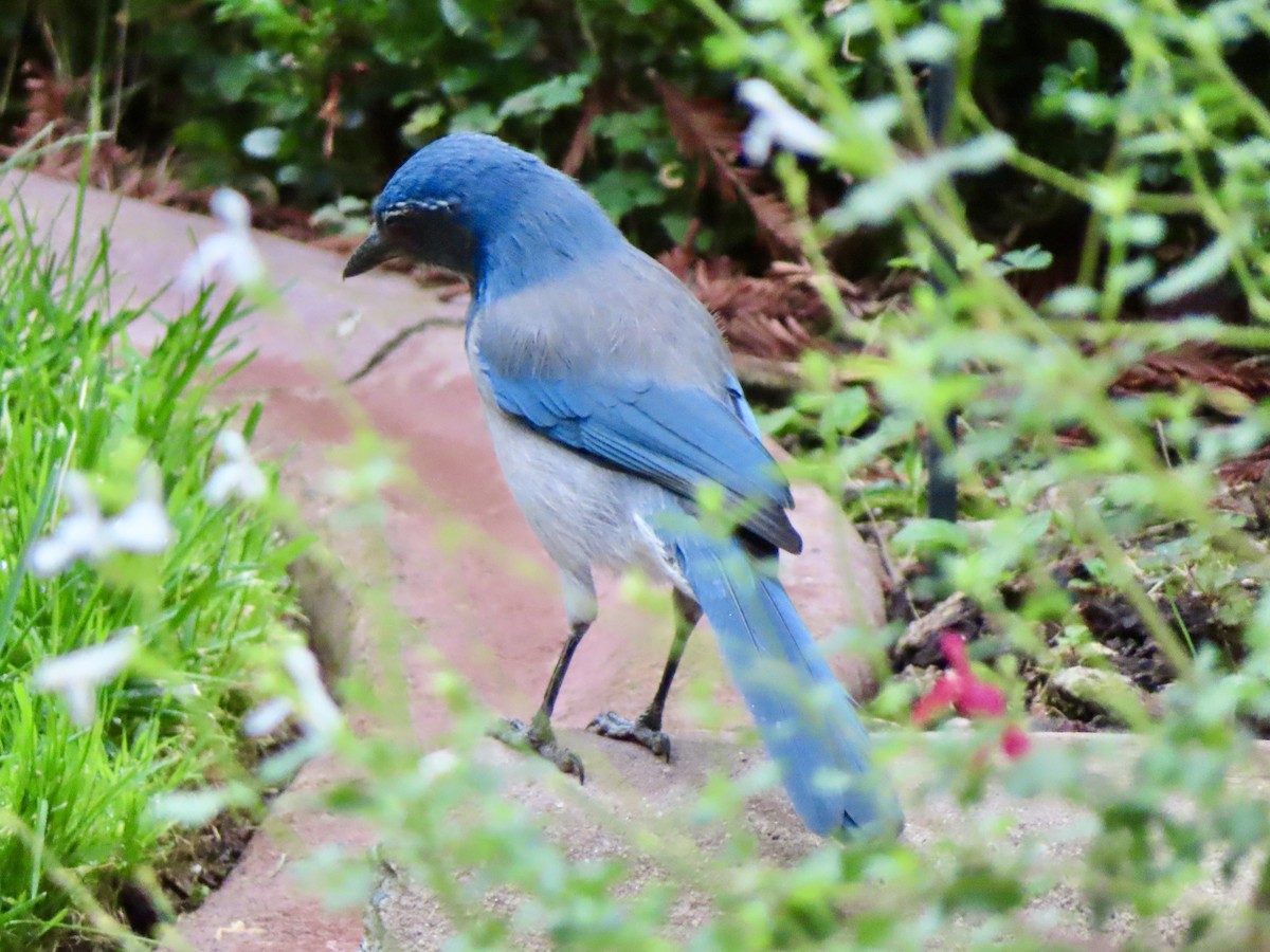 California Scrub-Jay - ML642357802