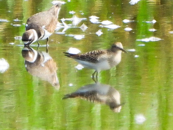 Least Sandpiper - ML642357804